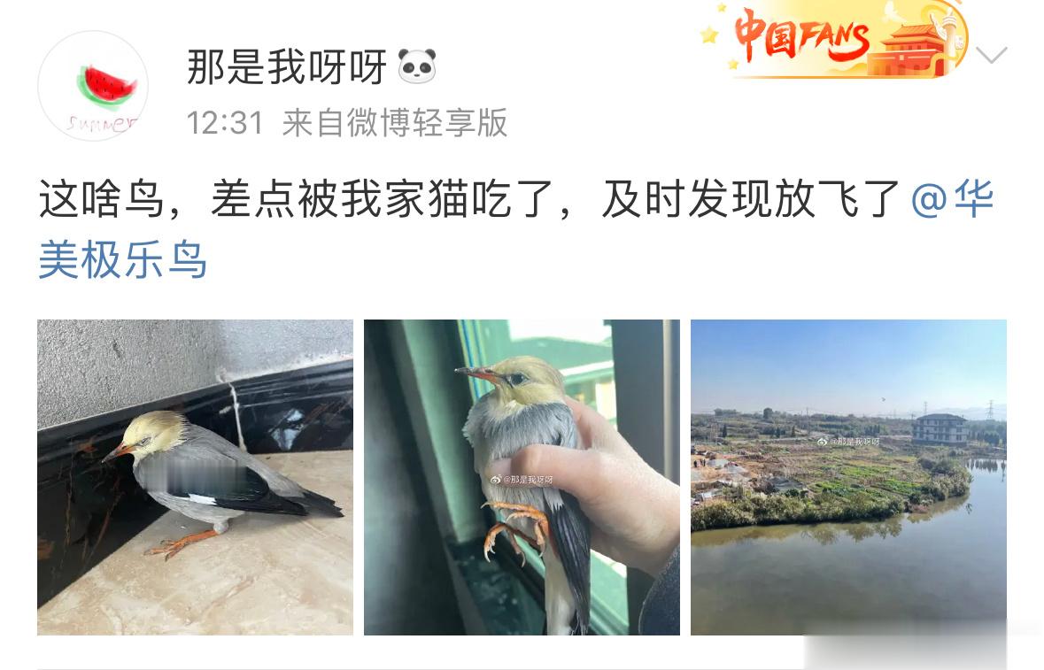 #鸟粉投稿#  把握良鸡环节飞屋里的【丝光椋鸟】差点被猫当小点心🙊 ​​​