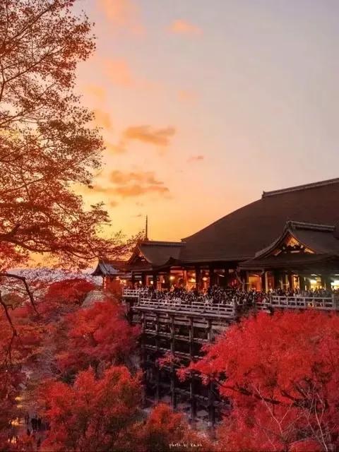 #记录秋日生活点滴#中野区的红叶山公园，名符其实，居然不要门票，免费游荡。