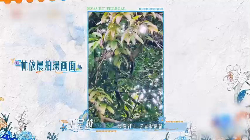 花少团给彼此拍大片花少团致力于给万物出片 我真的看出你们这群人想要出片的决心了哈