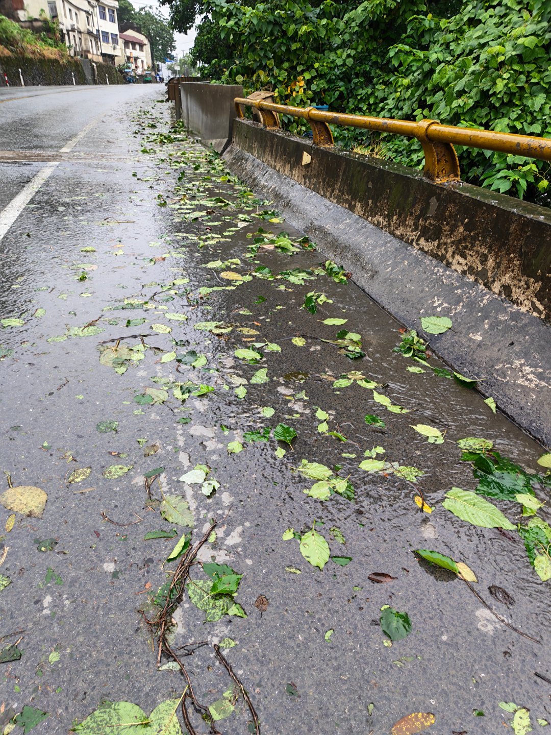 台风巴威已登陆台风巴威过后路上都是吹落的树枝树叶。 每天早起打卡