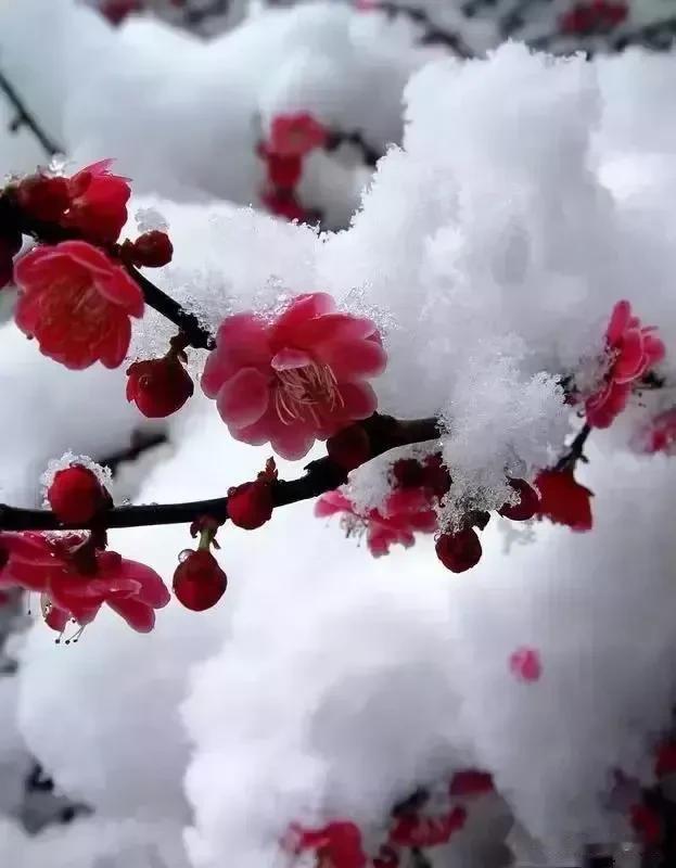 在冬天的寒风中，梅花却一枝独秀，傲雪凌霜，开出满枝红艳。它的美丽虽不及牡丹的华贵