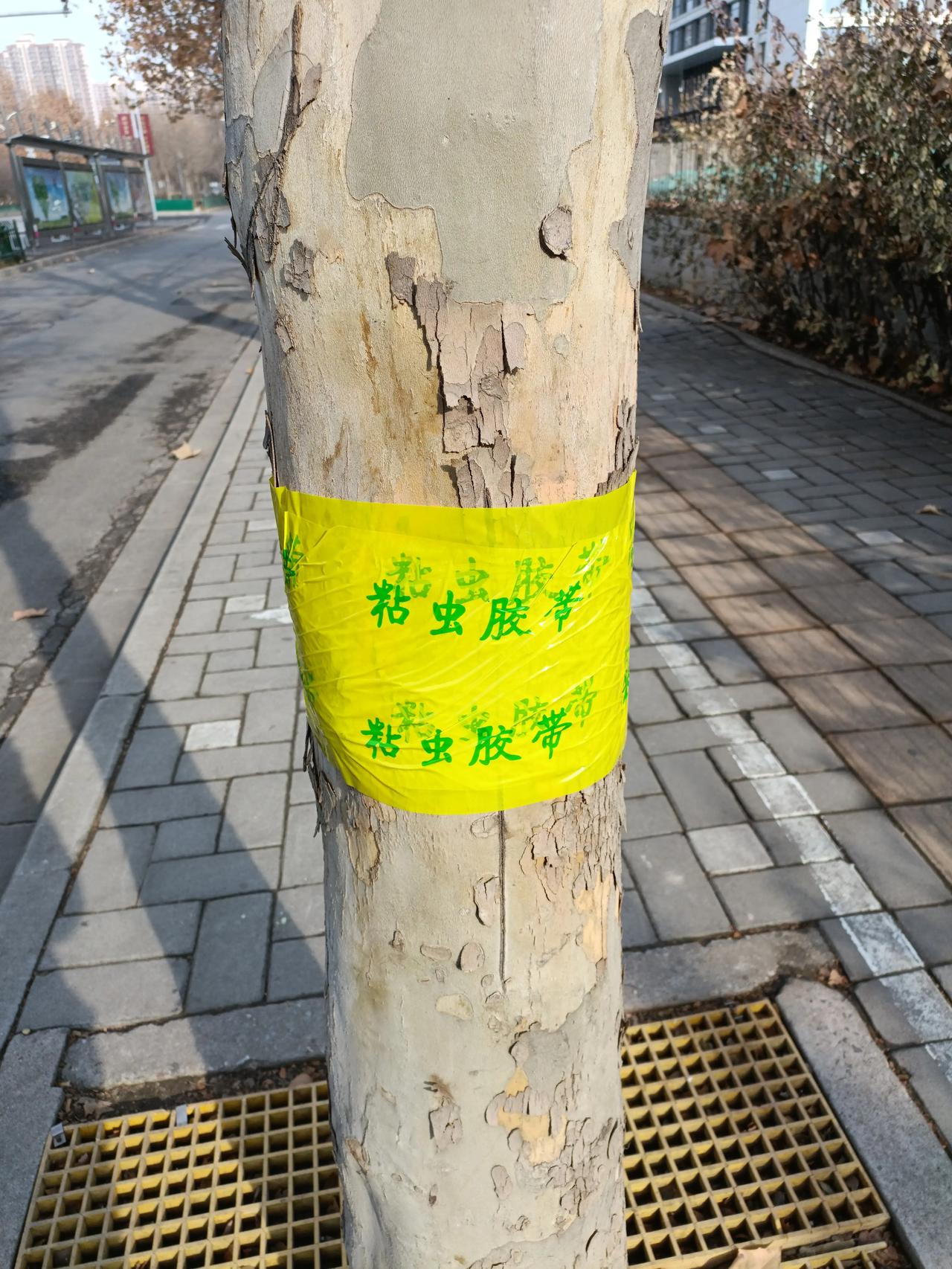 今年冬天街旁的绿化树木，
都围上围巾了，
以前是刷一圈漆，
今年鸟枪换炮，
直接