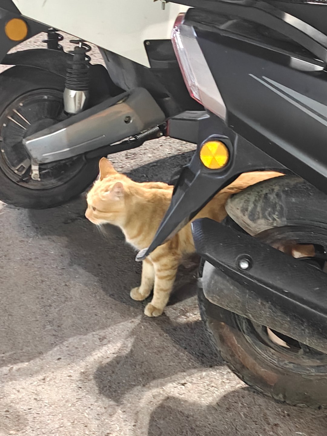不再为路边的小猫而驻足算长大吗 