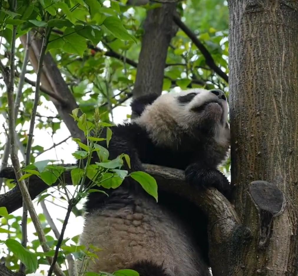 熊猫宝宝本来在树上玩得好好的，扒着树干探头探脑，像个躲猫猫的小朋友。突然它就和镜