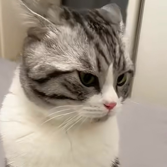 第一视角沉浸式和小猫打架 咪：窝绝对不好惹哒！ 