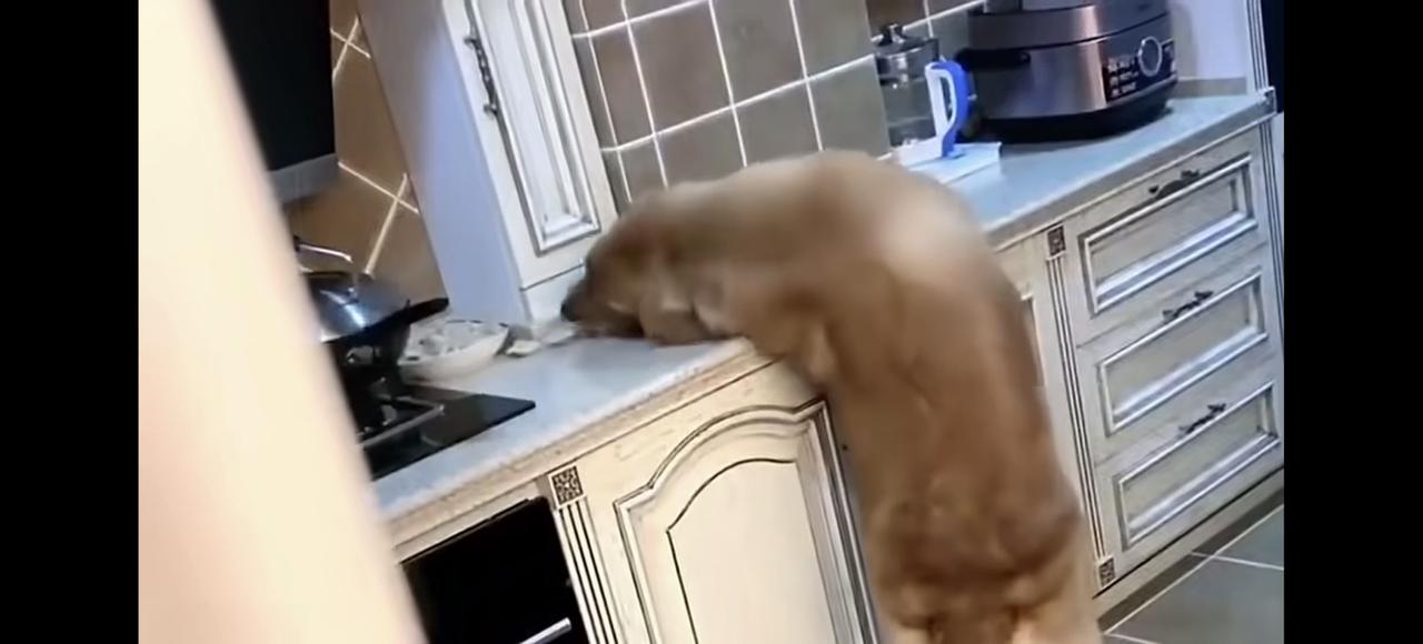 把自己的国家抹黑，却在洋人面前长跪不起磕头作揖，这不是文人风骨，这是舔狗，是慕洋