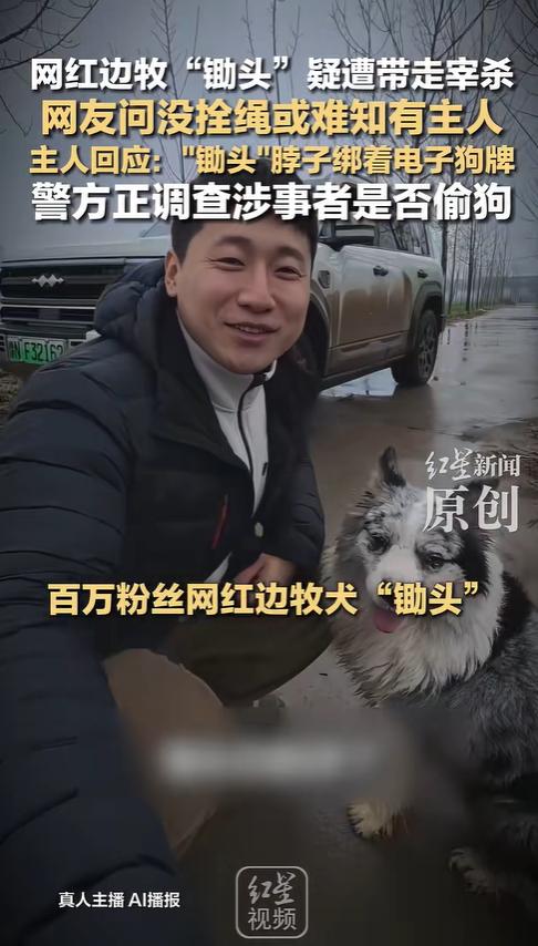 偷网红边牧”锄头”的小偷终于扛不住了！竟然直接跑到失主家门口跪地求饶，赖在地上不