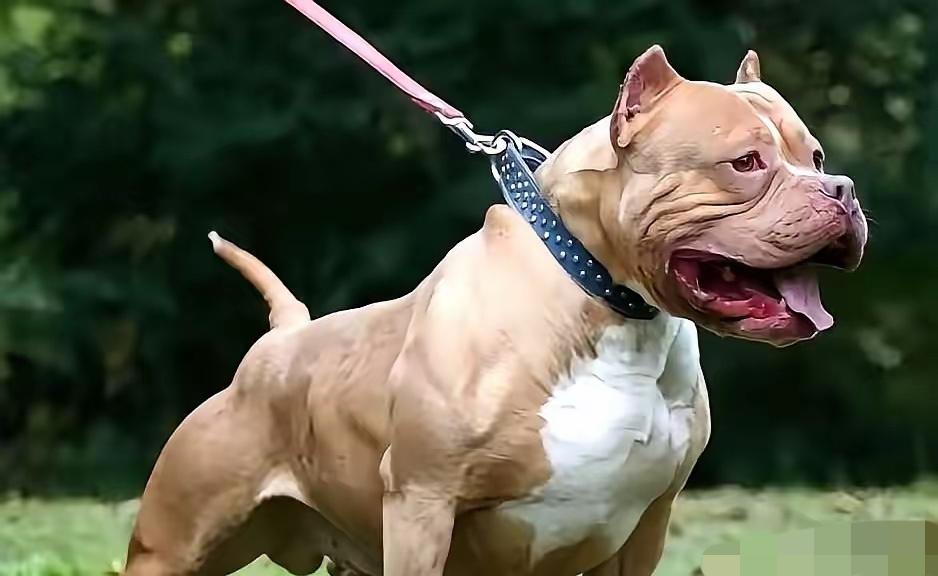 重庆彭水比特犬咬死人，狗主人被判三缓三，赔偿受害人家属 131 万，此次判罚引起