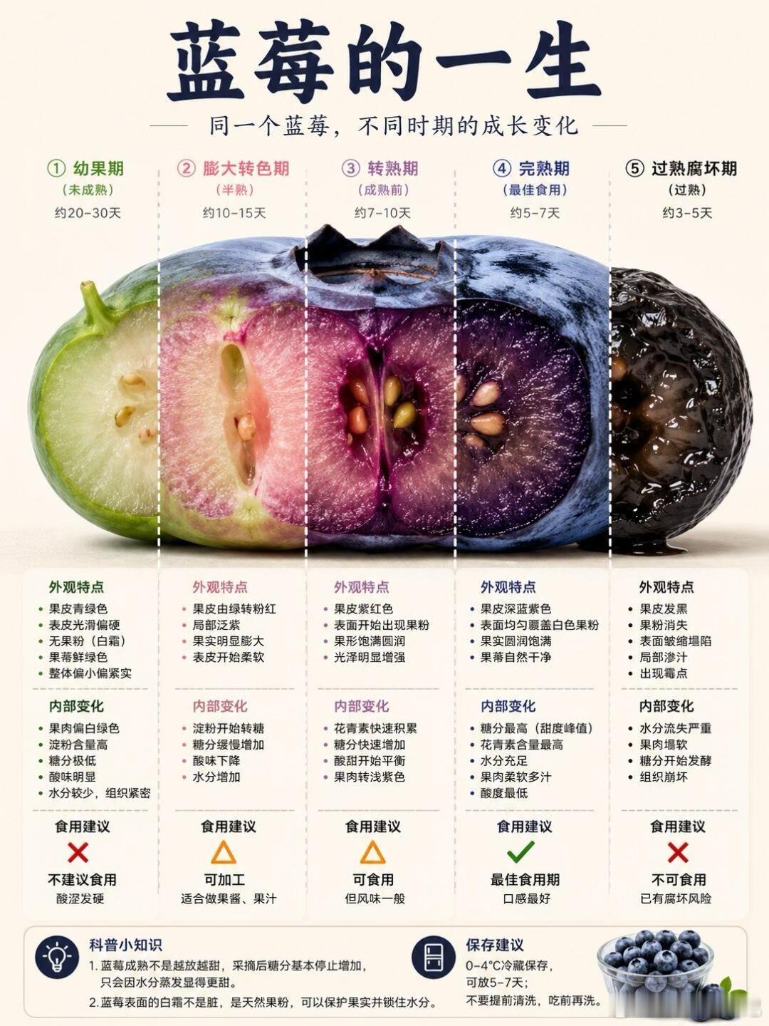 蓝莓放久了不会更甜！以前总以为水果放一放会更甜，结果蓝莓不是这样。蓝莓从青绿到深