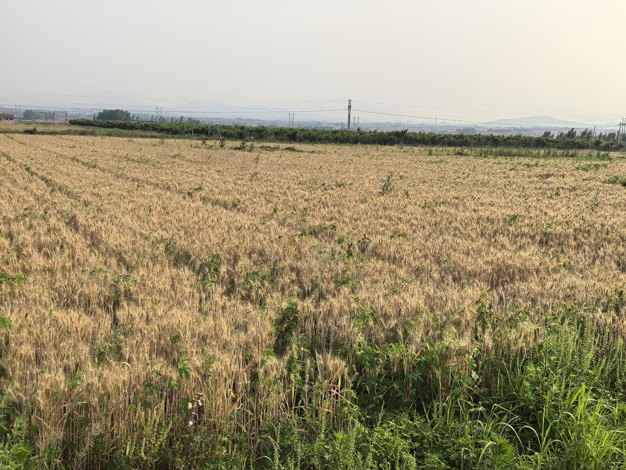 与草共舞六不用生态农业的科学实践与现实意义
蒋高明

六不用生态农业并非简单回到