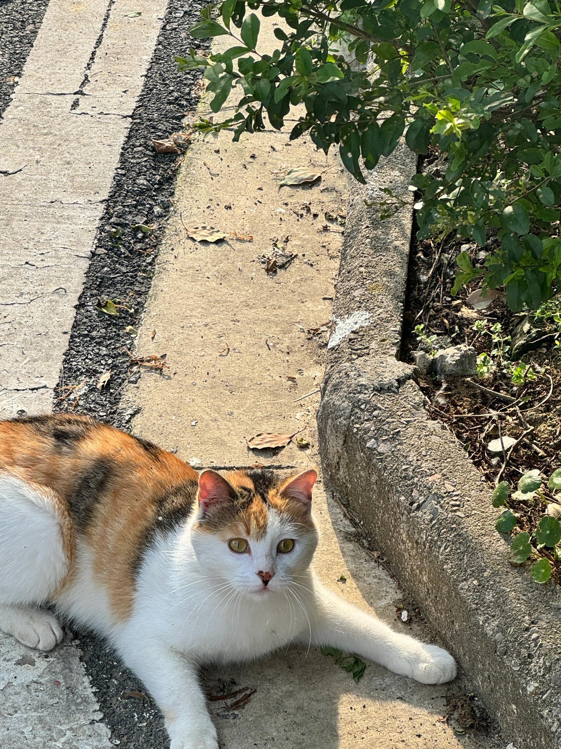 路上遇小猫，小猫一脸开心 ​​​