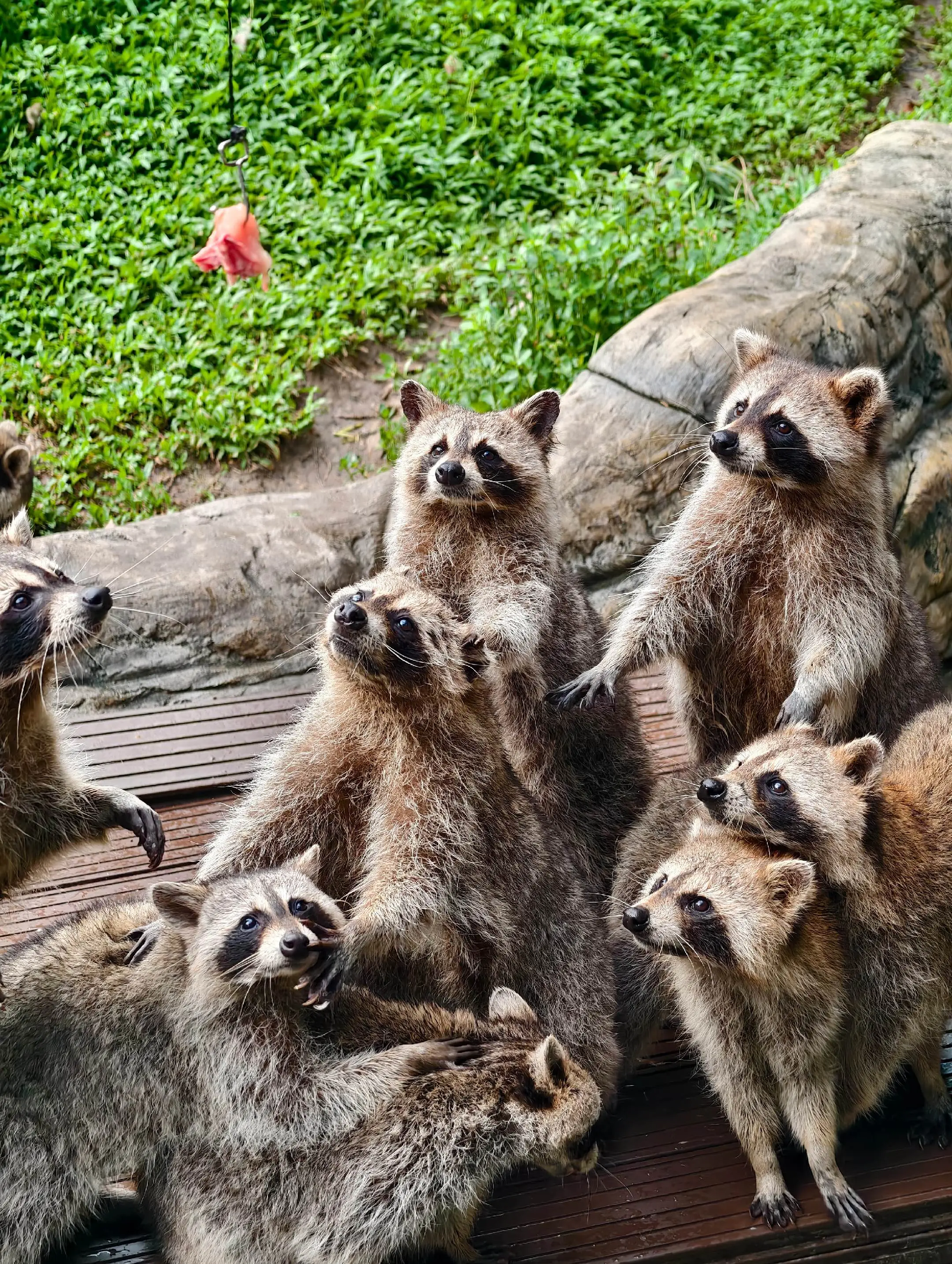 浣熊:为了一口吃的，不容易啊。