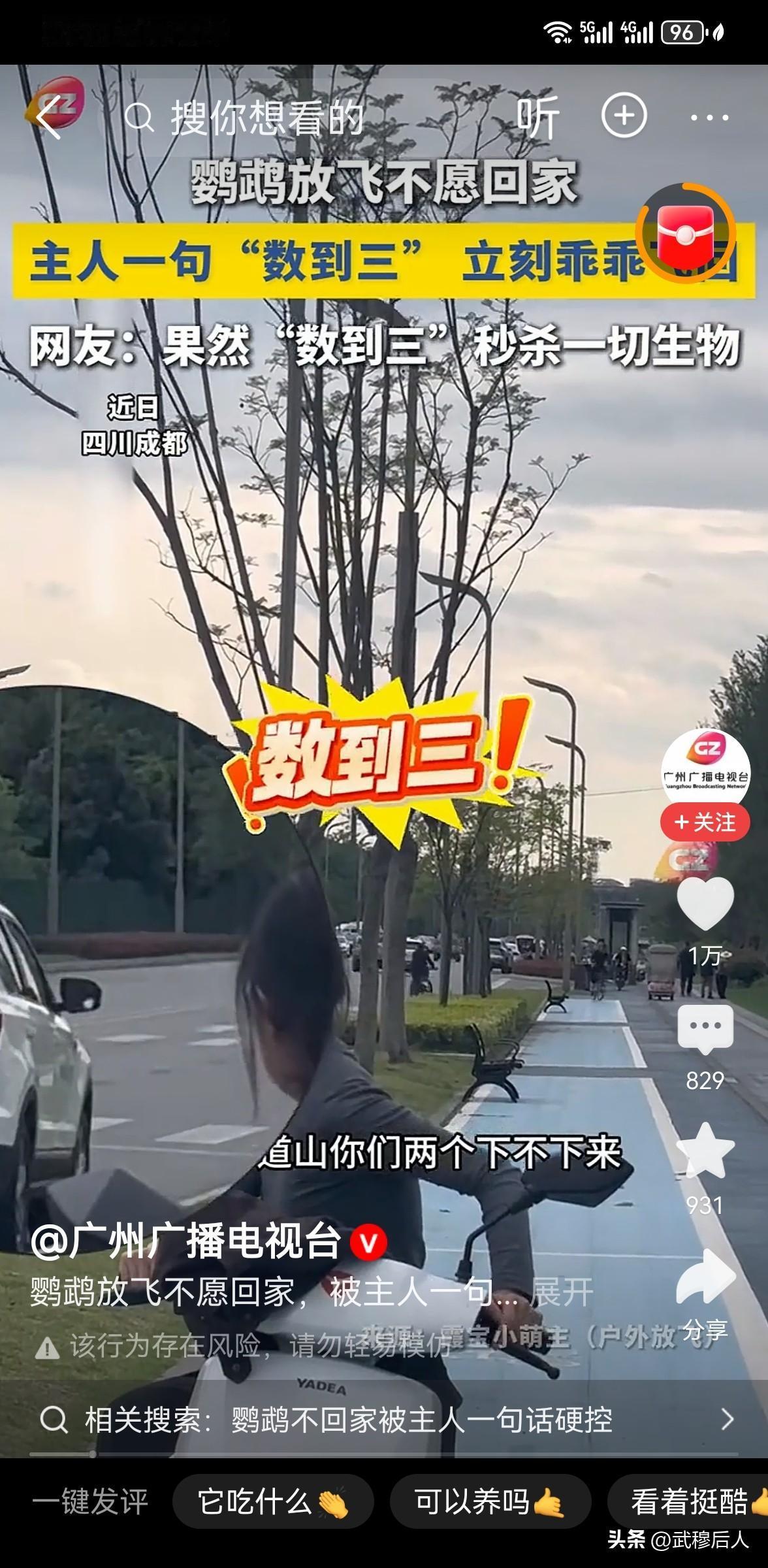 鹦鹉放飞不愿回家，主人一句“老子数到三”，下一秒瞬间乖乖听话
 
四川成都，一只