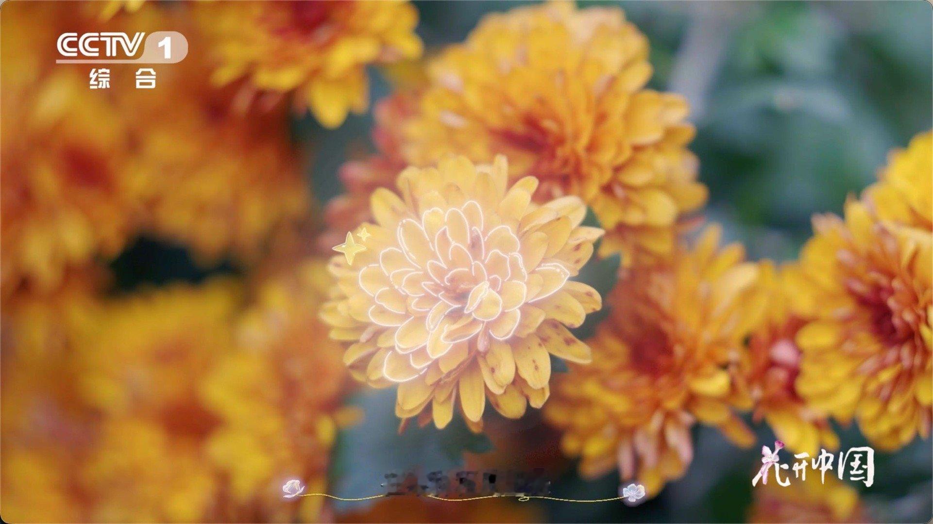 以为一朵花其实是一大家子菊菊花每一片花瓣都是一朵小花 原来赏菊是看“大家族团建”