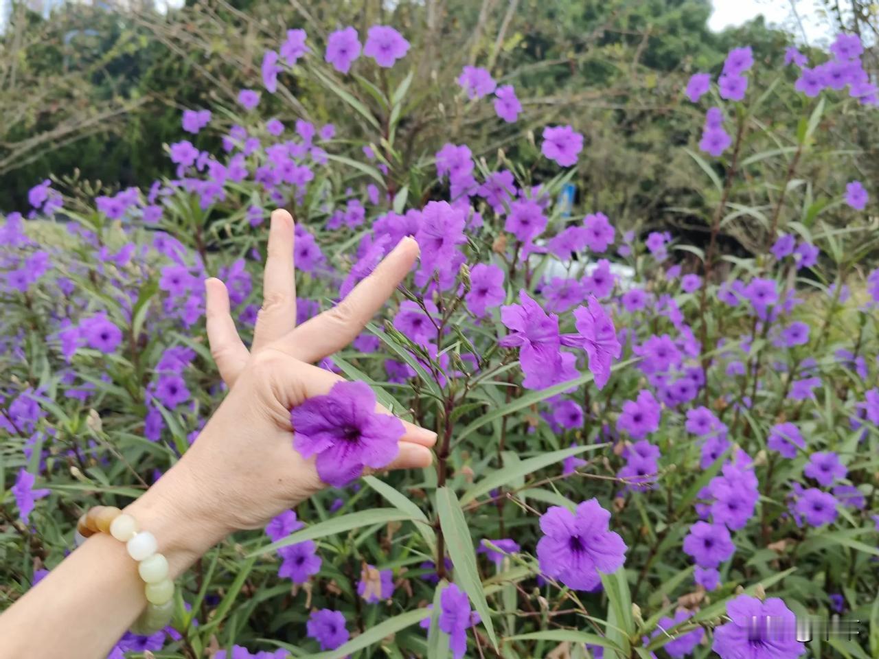 #晒晒随手拍下的花#
   今早到新区菜市场买菜，途中拍的花花🌺
    花花