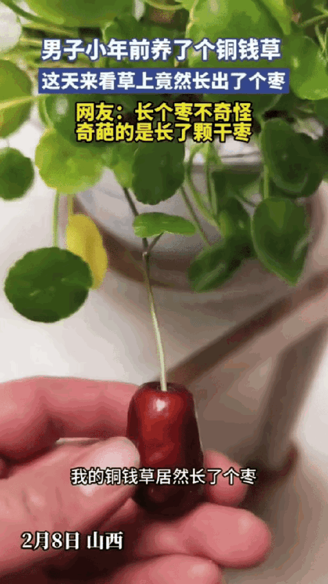 山西一男子在家打理绿植，无意间扒开叶子一看，当场愣住了。

自己养了大半年的铜钱