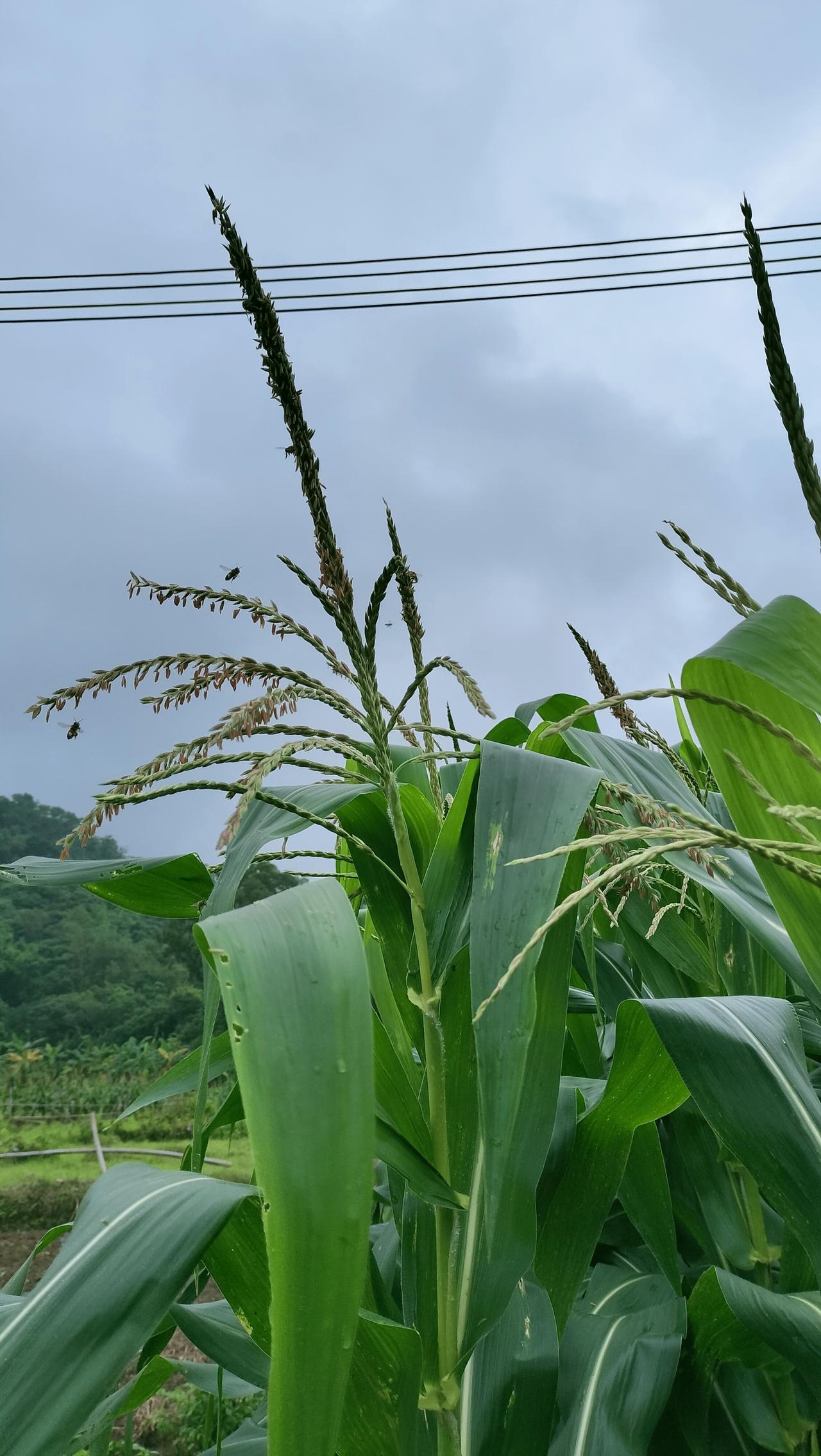 玉米杆顶着穗，蜂子绕着花。叶缝裹着潮润的风，把电线的硬、山野的软缠成一团——这绿