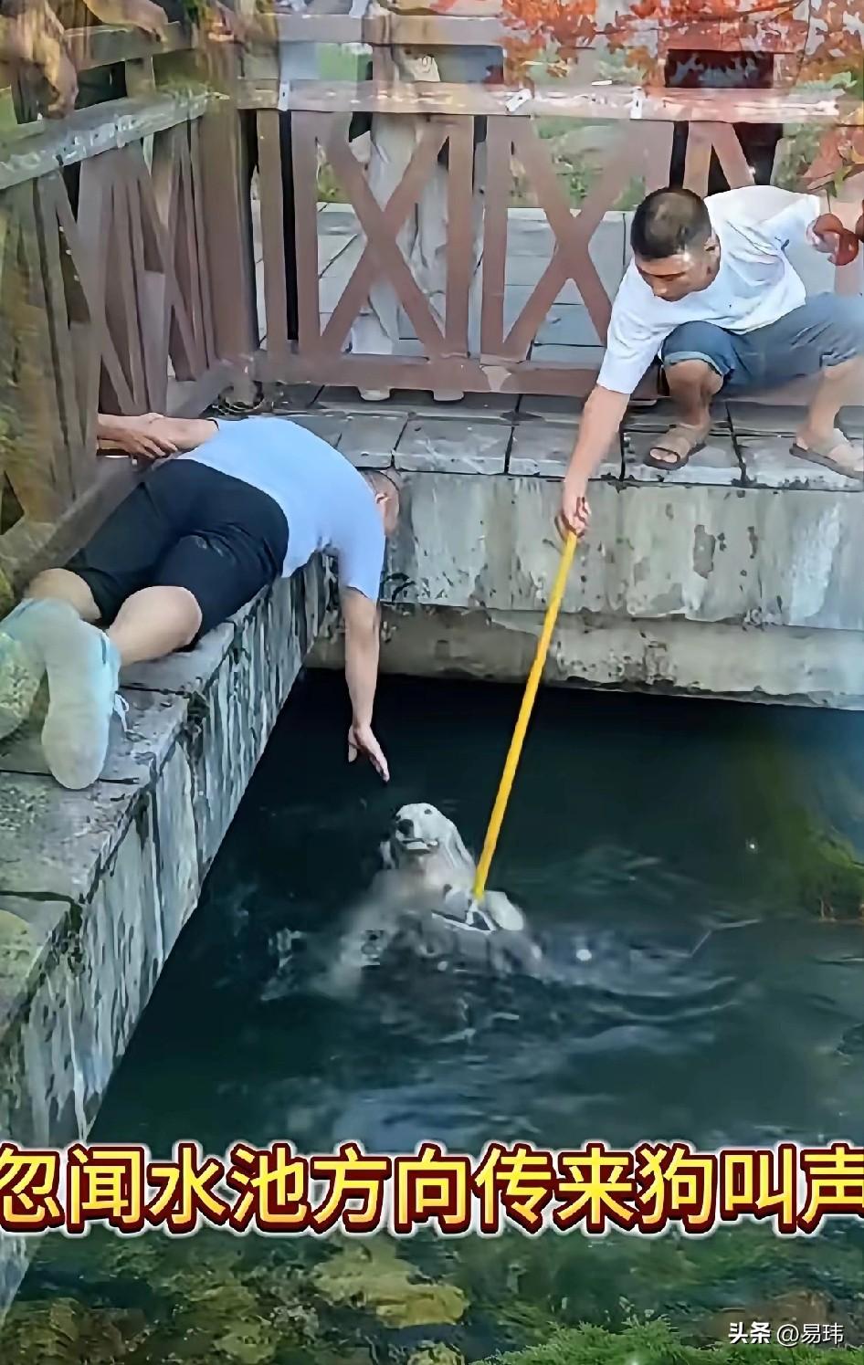 泪目了！这天一位大哥和朋友一起去公园散步，当他们走到一个人工湖附近的时候，听到有
