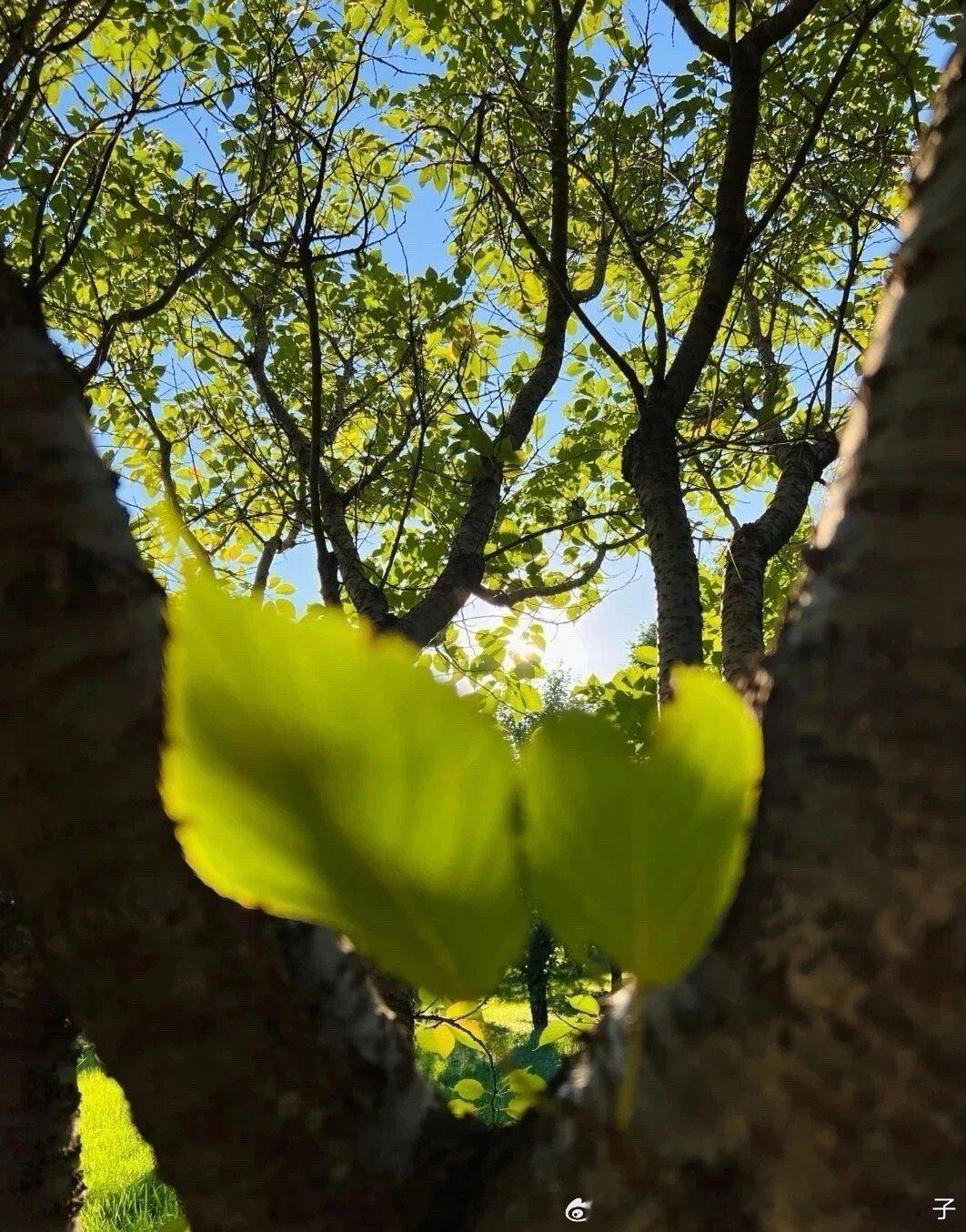 允许自己做自己，允许别人做别人。让花成花，让树成树。 
