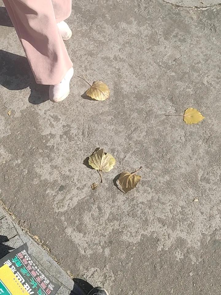 今天阳光萌媚，冬日暖阳，路边树叶还有黄叶没落完。。