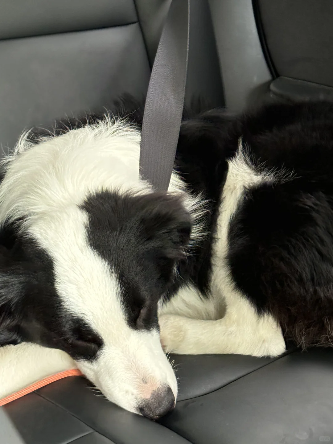 安全意识十足的小狗