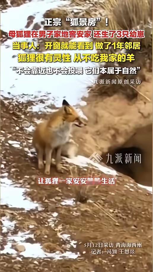 人狐比邻而居，最难得是温柔相守不打扰
 
“真是太幸运了！”近日，青海海西一则人