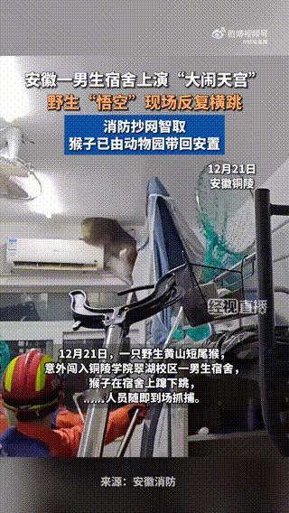12月21日，一只野生黄山短尾猴意外闯入学生宿舍，害怕其伤人紧急求助，消防接警后