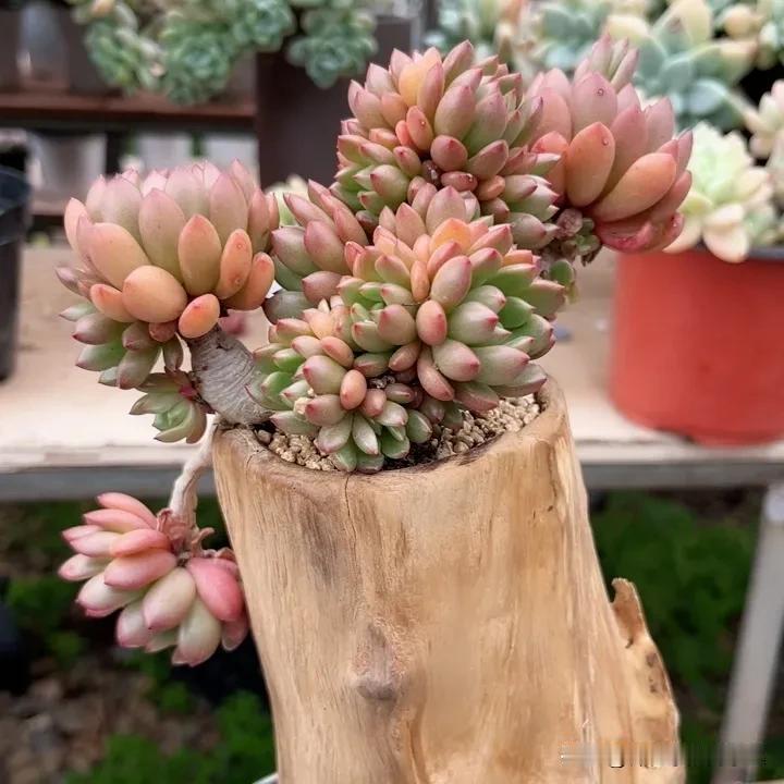 树桩多肉