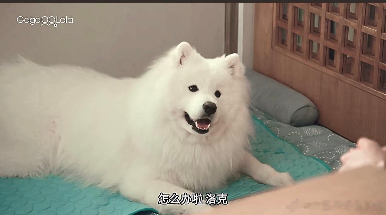 我又发现了一个很美萌的日腐 ​​​