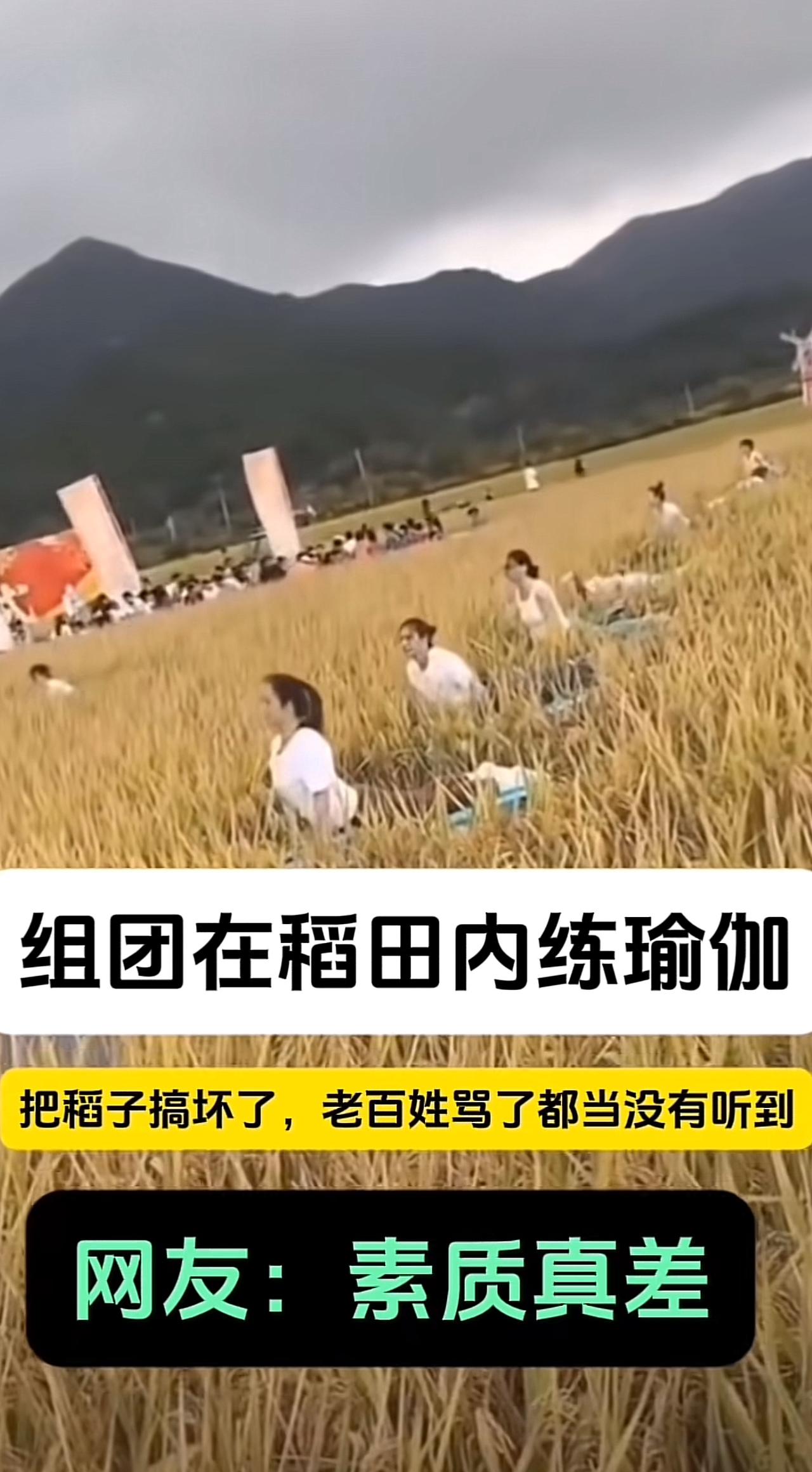某地，一群女子组团在水稻田里练瑜伽。
金黄的稻子看着都快成熟了，被压倒一大片。