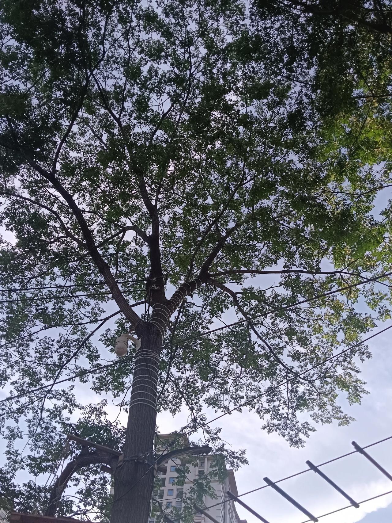 小时候的苦楝树我以为都消失了！

最近跟儿子去游乐场玩，发现游乐场里有很多树，有