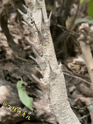 这应该是一种动物，也许是一根虫子，不过这东西伪装的真是太好了，看起来就像植物一样