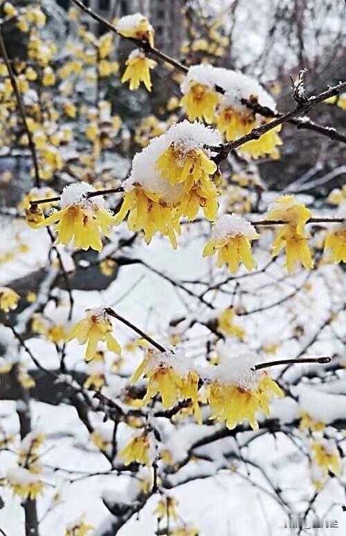 在这寒冷的冬日里，明亮的黄色蜡梅依然顽强绽放，与洁白的雪花形成强烈对比，既展现了