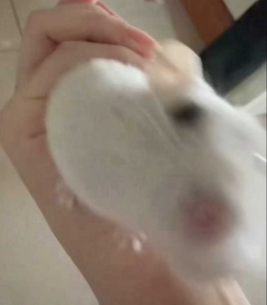 这个是我的猪儿呀，然后，它两个小猪爪子放在我手上 ​​​