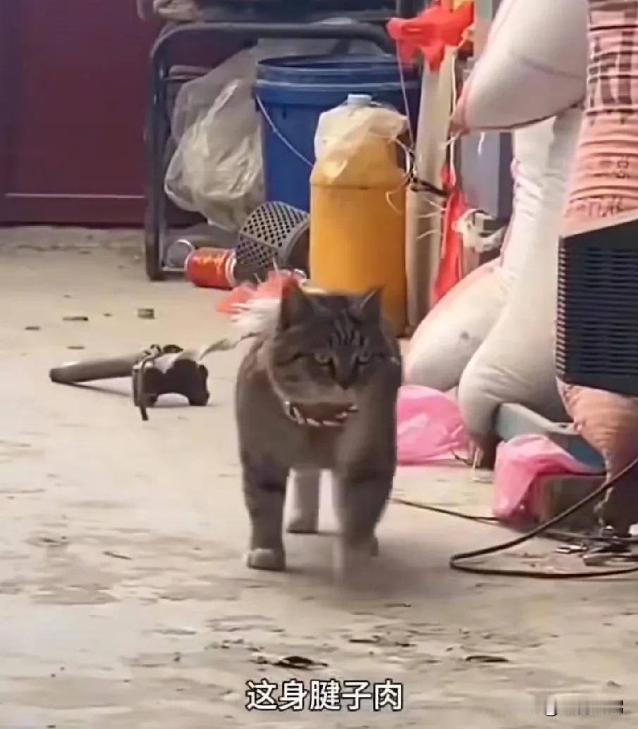 楼下收费站的老板养了一只很可爱的狸花猫，但今天看到狸花猫被拴起来了。
这只猫咪特