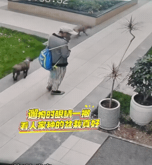 溜狗时，看到一盆子花在外边，不知她为什么，竟然把花撸秃头了……
唉！真的不知道她