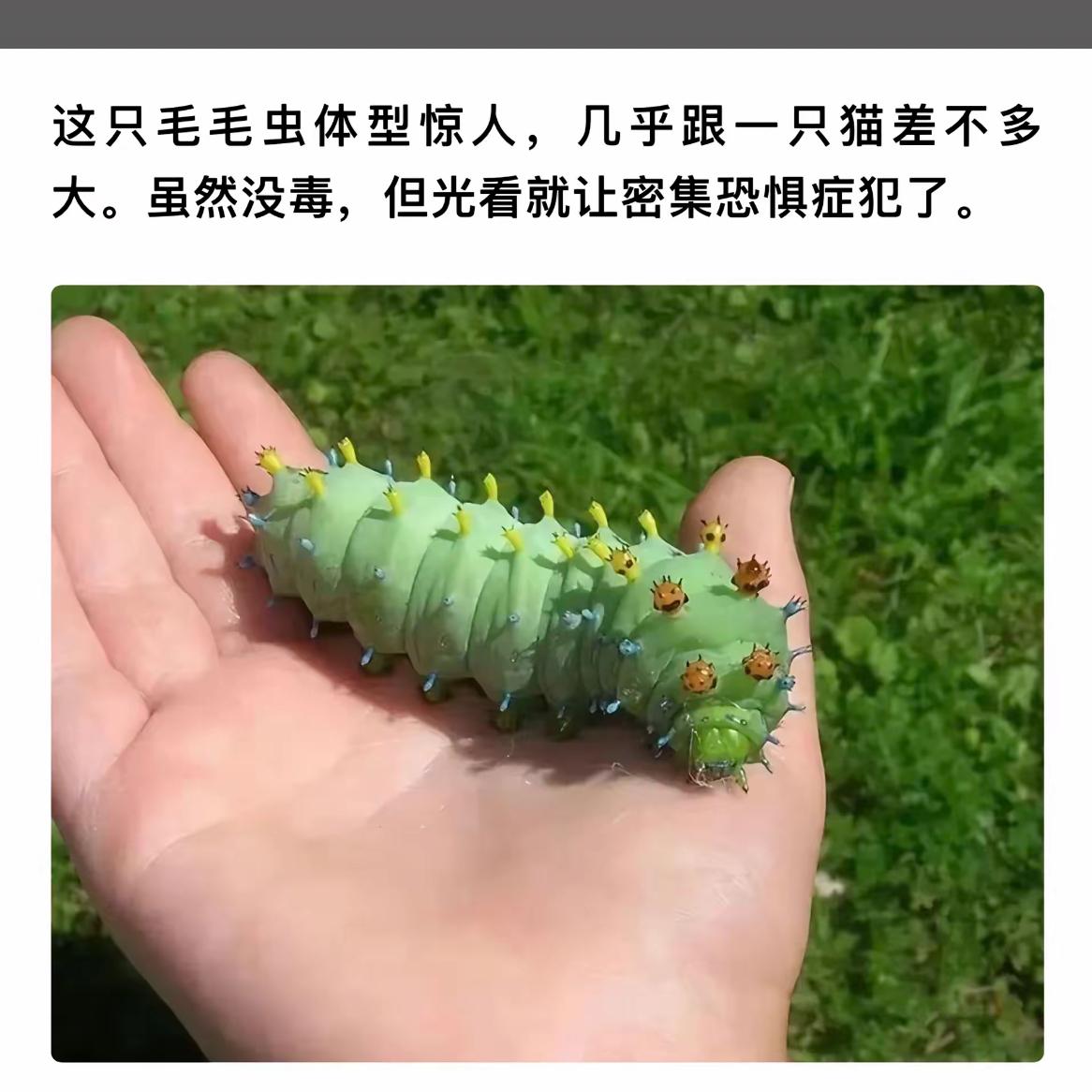 毛茸茸的毛毛虫，像只小猫咪！