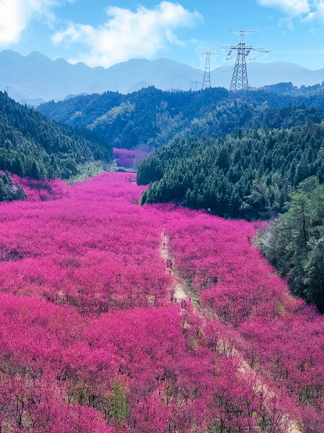 免费🆓杭州出发1h🌸遇见万亩樱花谷‼️