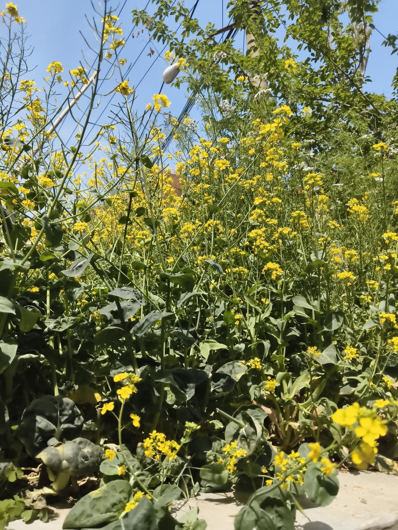 晒出你的本地生活这个菜花也挺能开的，开了将近一个月了吧。如果找好角度也是非常漂亮