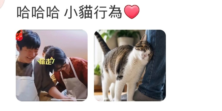 哈哈哈哈哈哈小猫行为，一模一样！