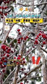 #寒潮让广东树上结出糖葫芦#近日，广东东莞银瓶山森林公园出现冰挂奇观，引来不少市