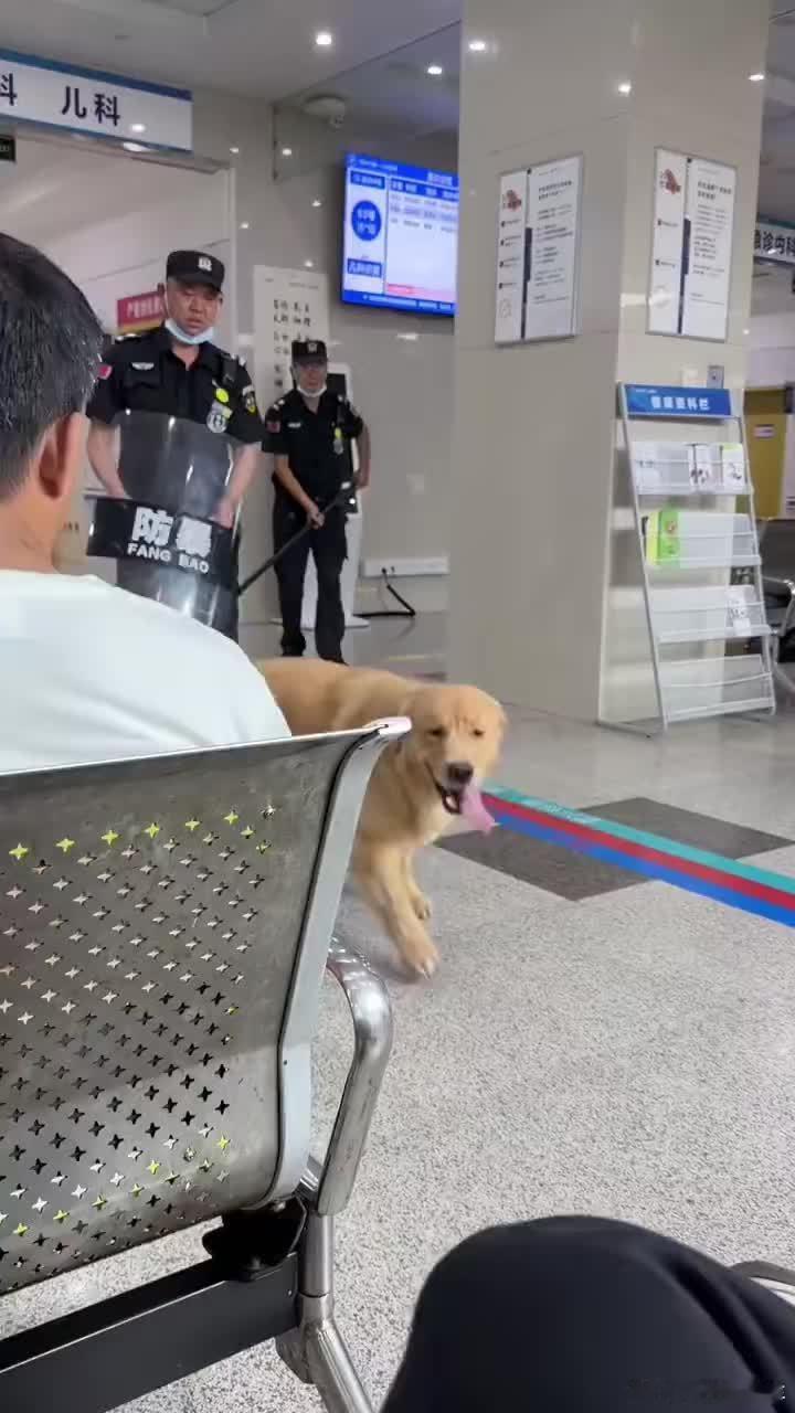 金毛两次假装有主人被识破 一只小狗能有什么坏心思呢，不过让个金毛演成这样也是有点