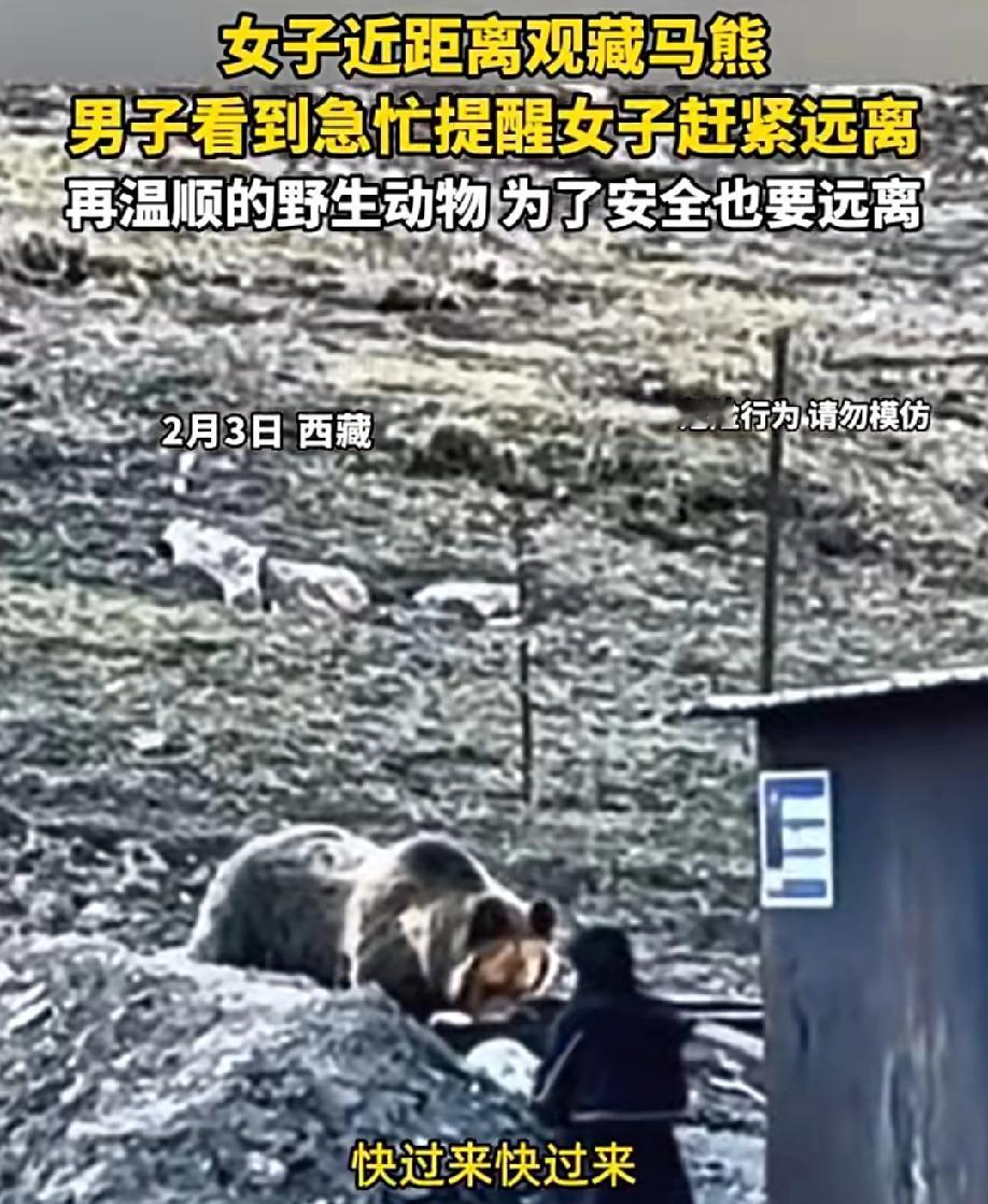 真是无知者无畏！

西藏，一女子近距离观看藏马熊，而它正在找吃的。男子看到急忙提