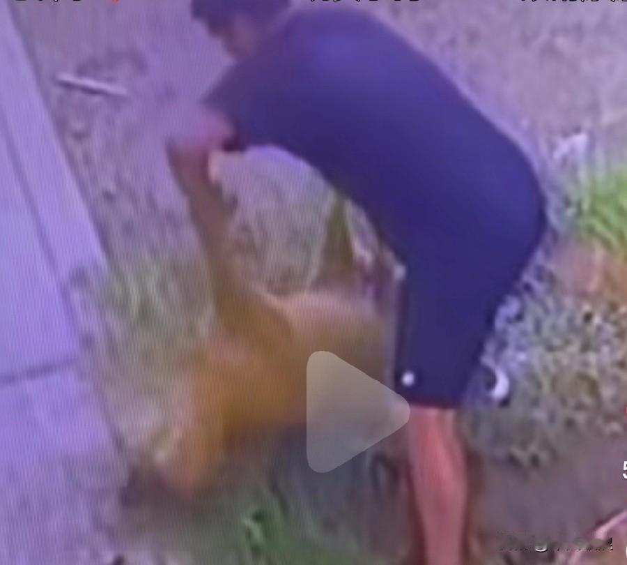 男子接到家里的电话，得知家中的阿黄已然老去。他骑了几十公里的车赶回去，只为料理狗