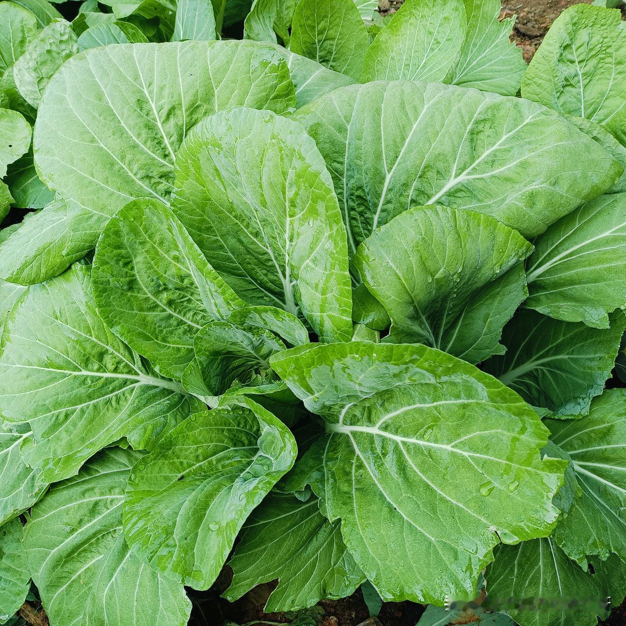 冬日生活打卡季火了一天的青菜叶子，今天我特意跑到园子里找青菜，我这个就不一样了，