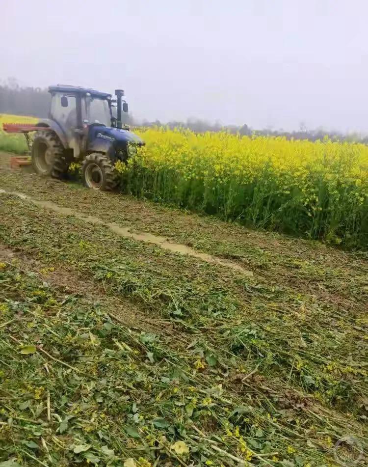 30亩地的油菜花被当地村支书安排机器毁坏，这个村书记如此猖狂，农民种地本就不容易