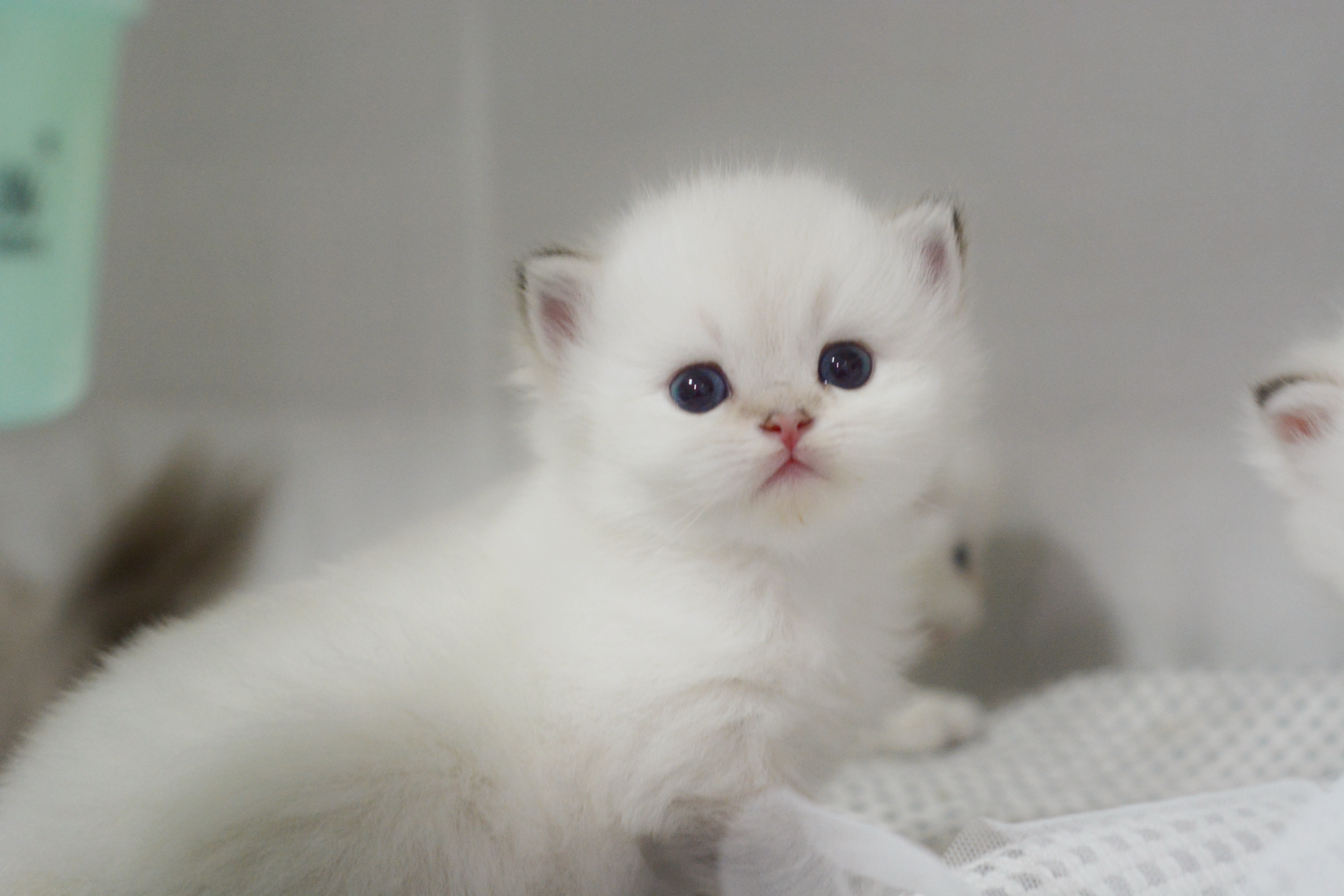 毛蛋怎么这么好看我真是太厉害了！！！#金点色##金山猫重点色##英国长毛猫# ​