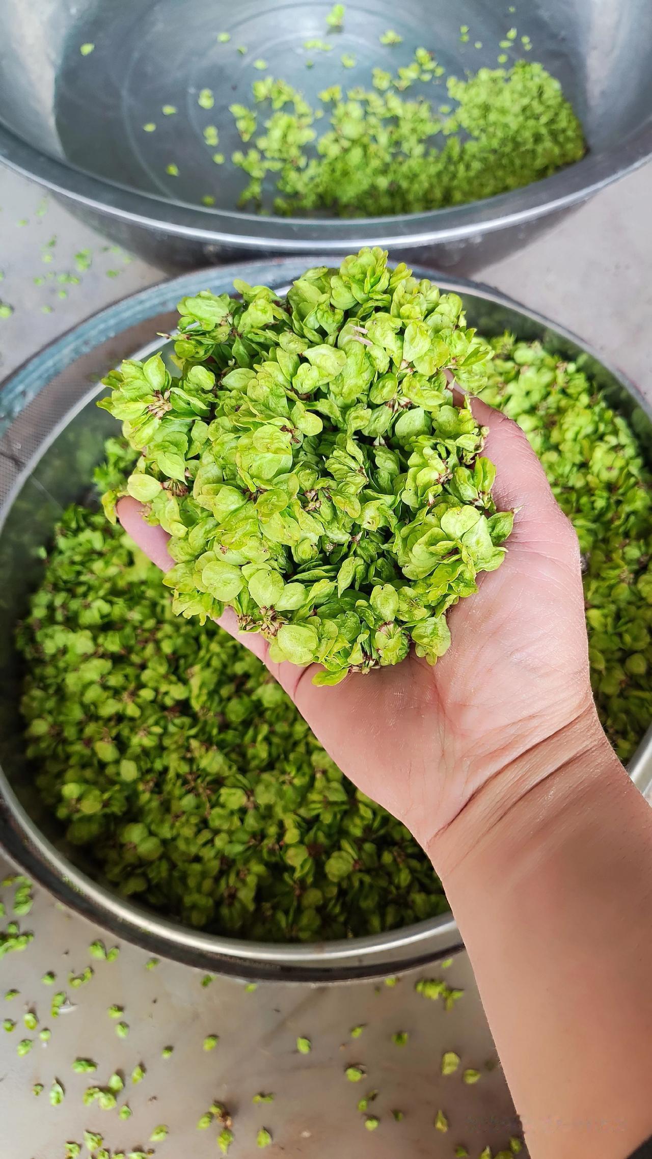 这就是河南人把春天，一把面的事