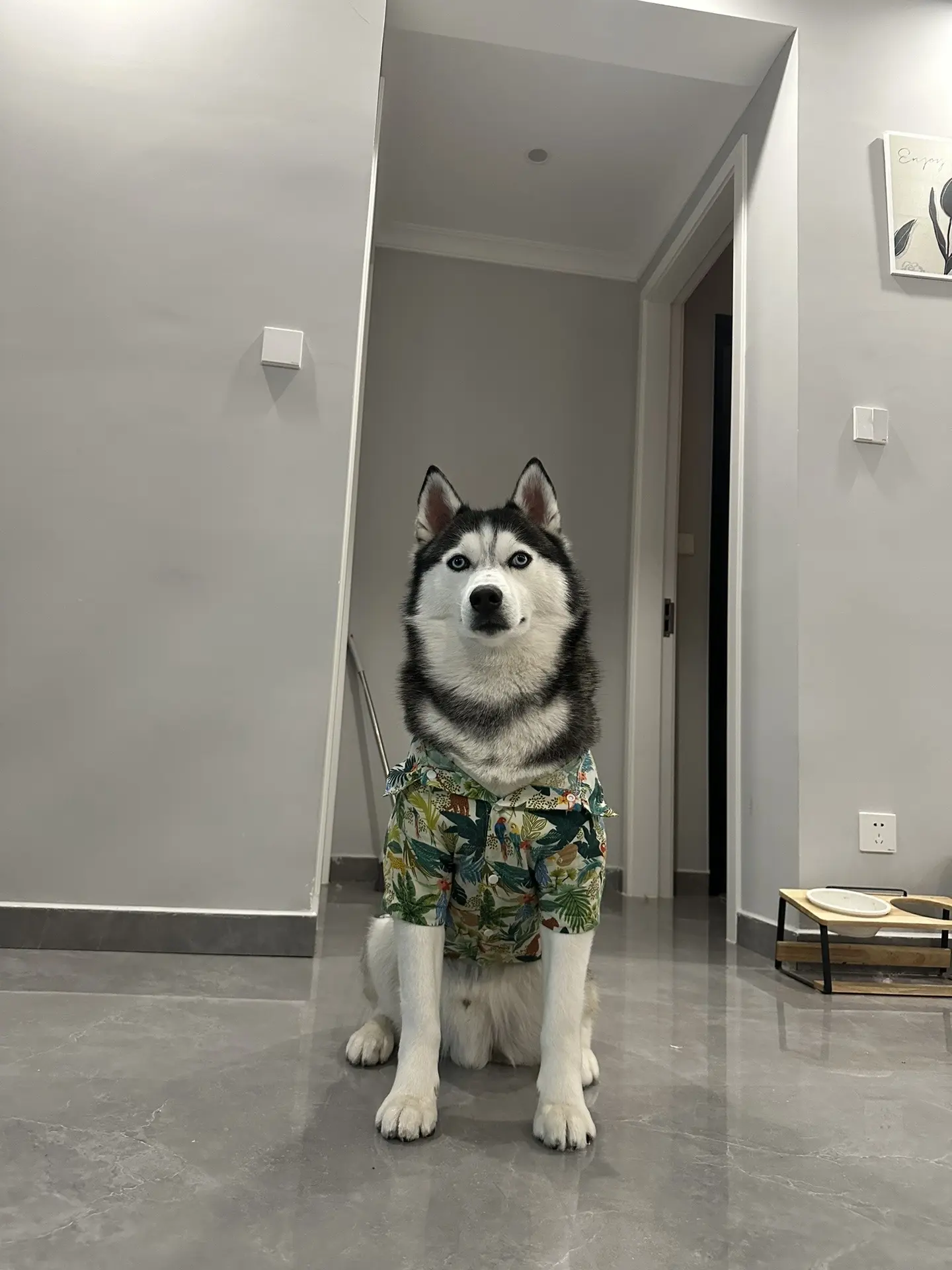 哈士奇正经起来，超帅的