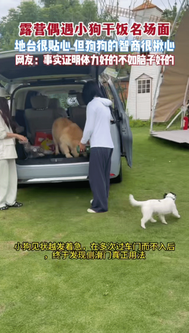 杭州露营地里金毛智商上大分杭州的狗子精神状态有点说法 当代年轻人现状：小狗型选手